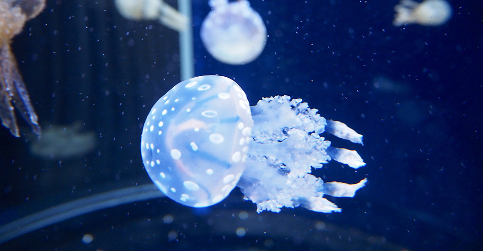 新江ノ島水族館・クラゲ(イメージ)