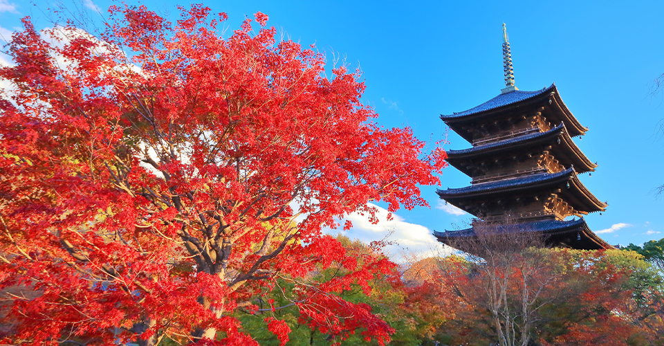 京都で楽しめる紅葉スポット15選 クラブツーリズム