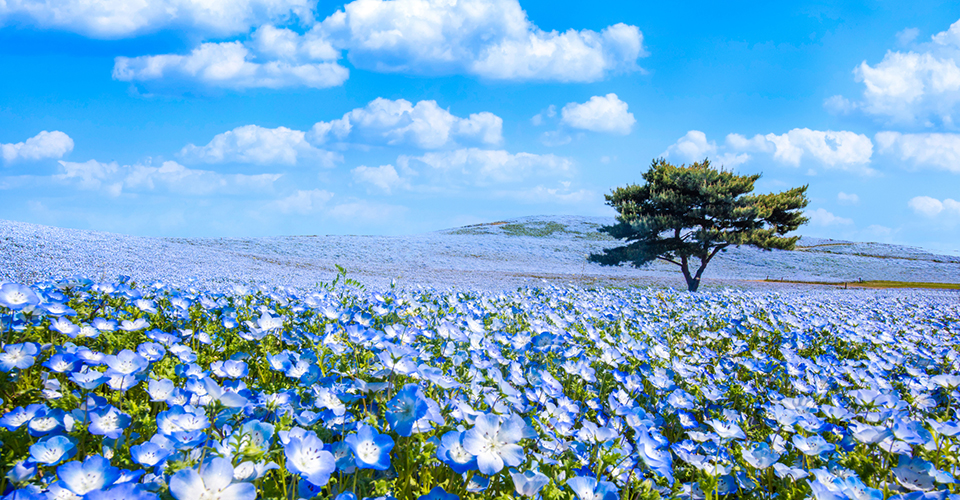 国営ひたち海浜公園(イメージ)
