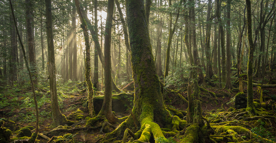 青木ヶ原樹海(イメージ)