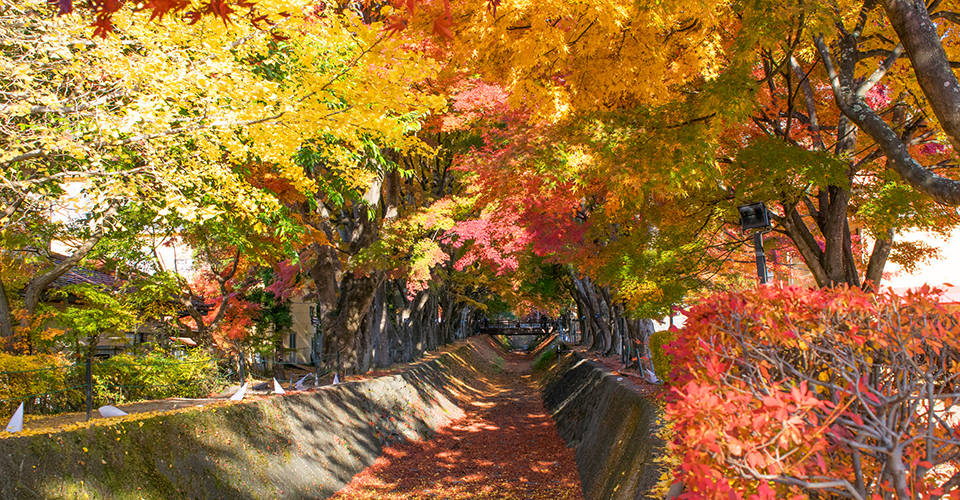 河口湖もみじ回廊／梨川もみじ回廊(イメージ)