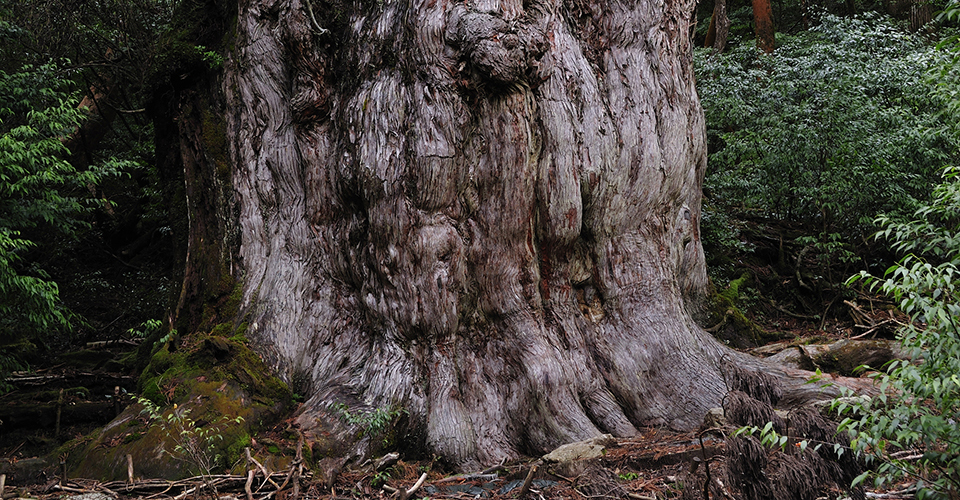縄文杉(イメージ)