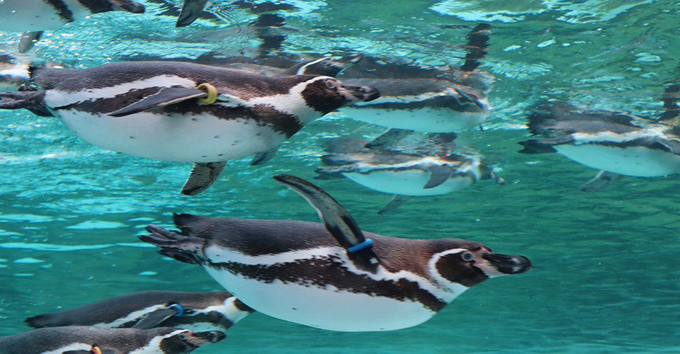 天王寺動物園（イメージ）写真提供：（公財）大阪観光局