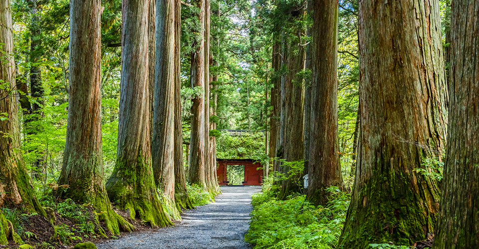 戸隠神社の参道(イメージ)