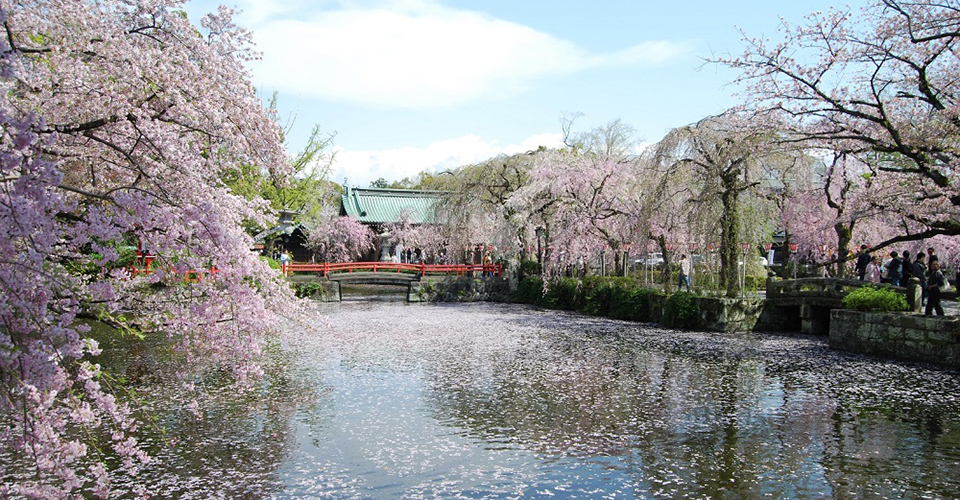 写真提供：三嶋大社