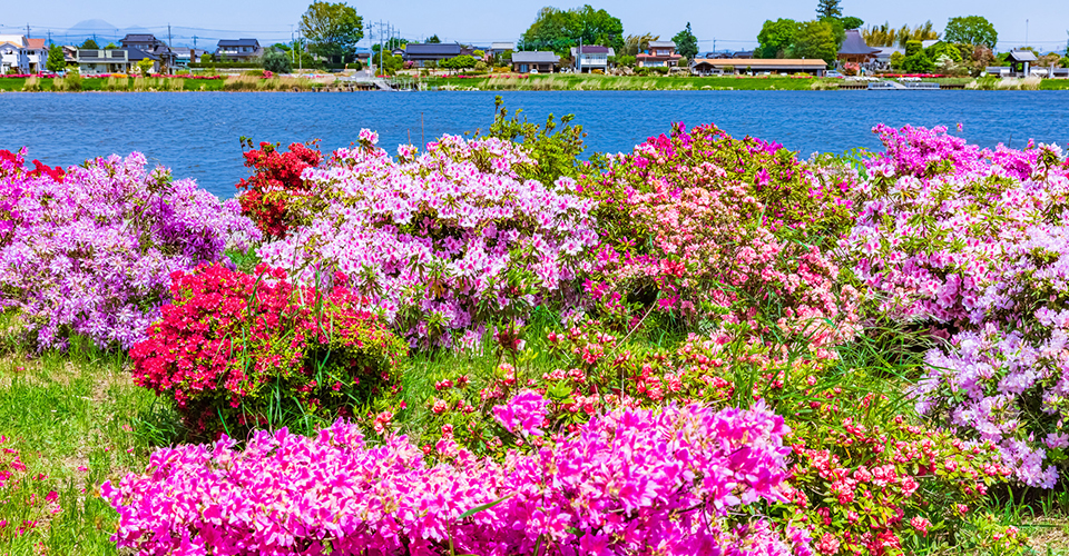館林つつじ祭り(イメージ)