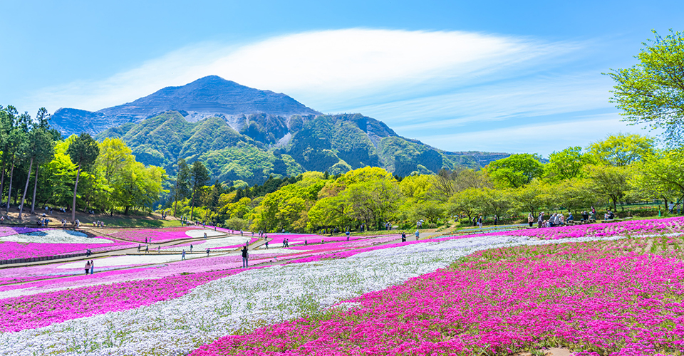 羊山公園・芝桜(イメージ)