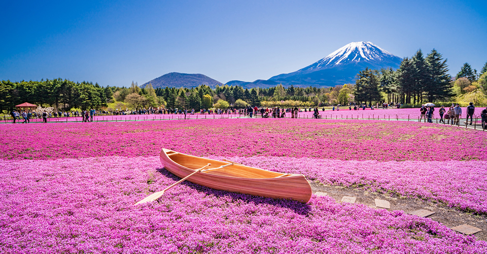 富士芝桜まつり(イメージ)