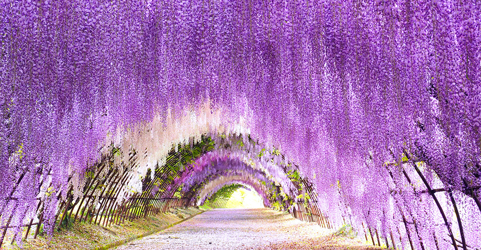 河内藤園(イメージ)