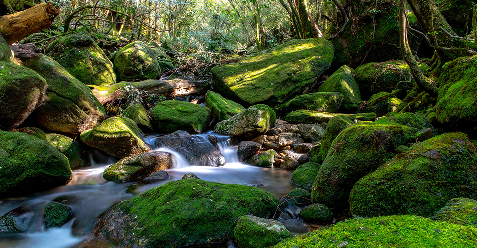 屋久島(イメージ)