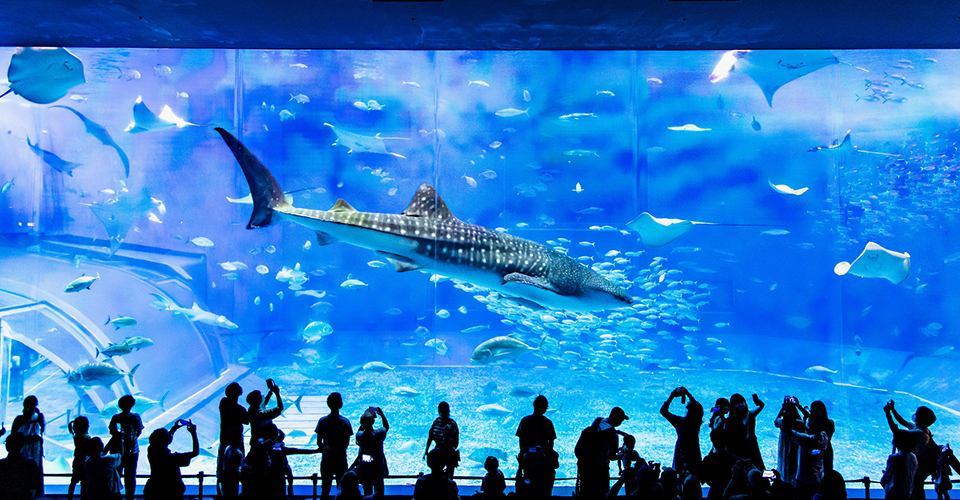 沖縄美ら海水族館(イメージ)