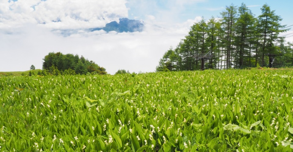 入笠湿原（イメージ）