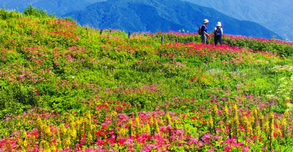 伊吹山（イメージ）