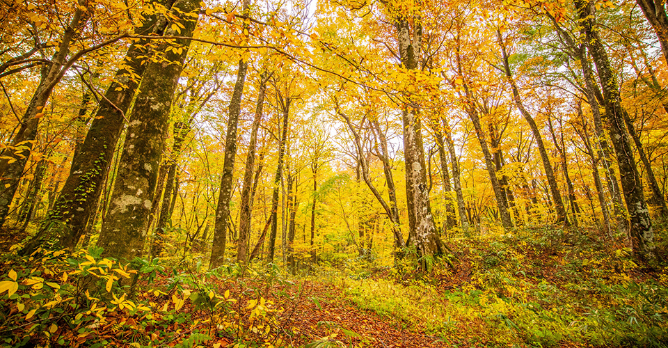 白神山地（イメージ）
