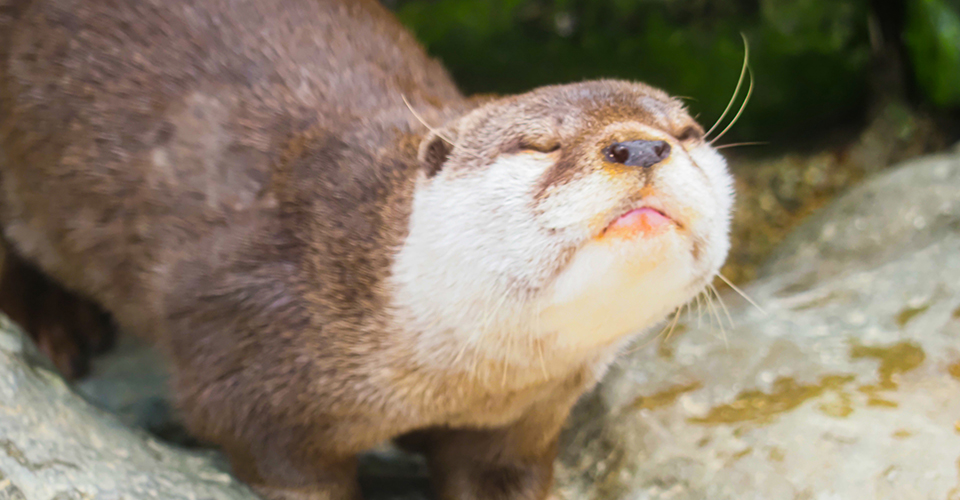 アドベンチャーワールド(イメージ)