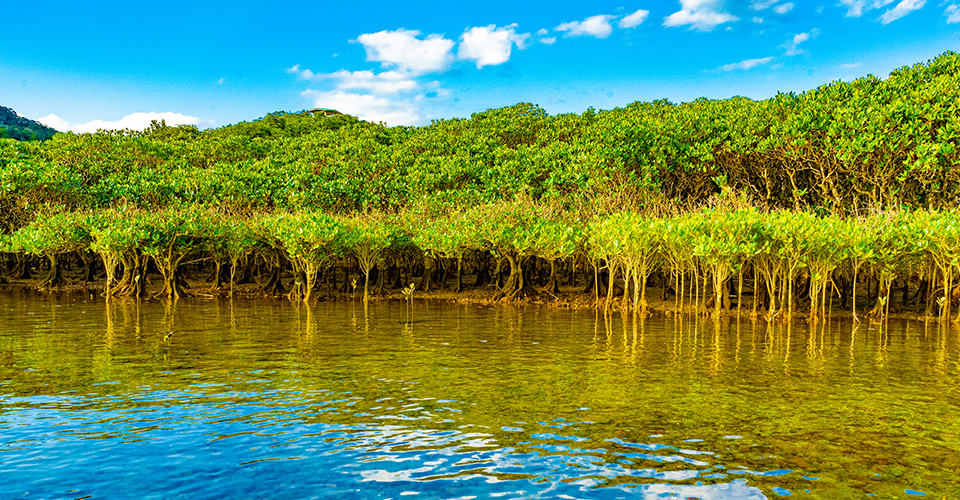 マングローブ林／奄美大島（イメージ）