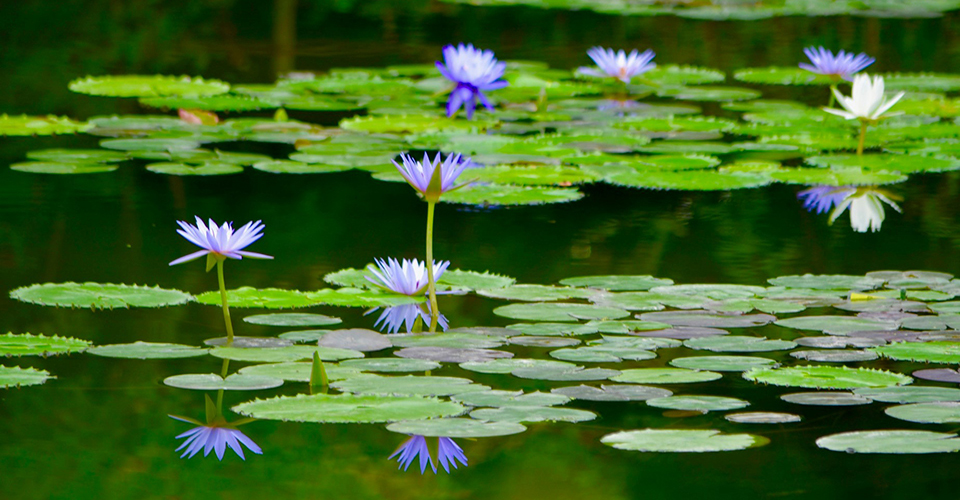 「モネの庭」水の庭の青い睡蓮（イメージ）