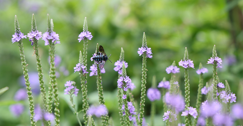 ブルービー（イメージ）