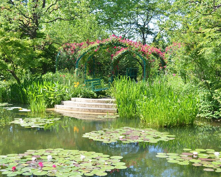 バラ（イメージ）