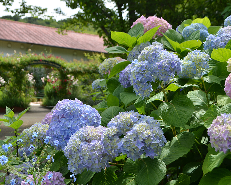 アジサイ（イメージ）