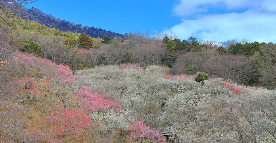 筑波山と梅林（イメージ）