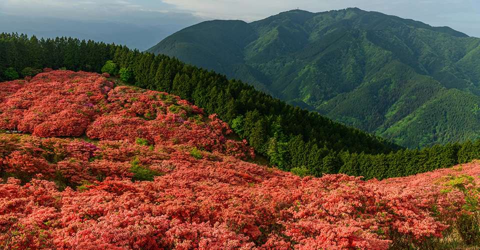大和葛城山のツツジ（イメージ）