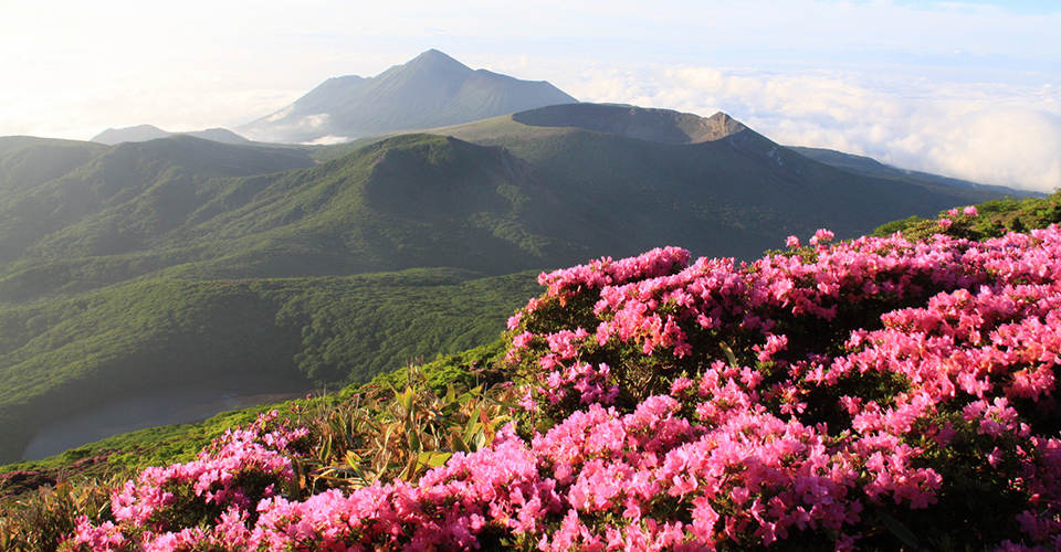 韓国岳 ミヤマキリシマ（イメージ）