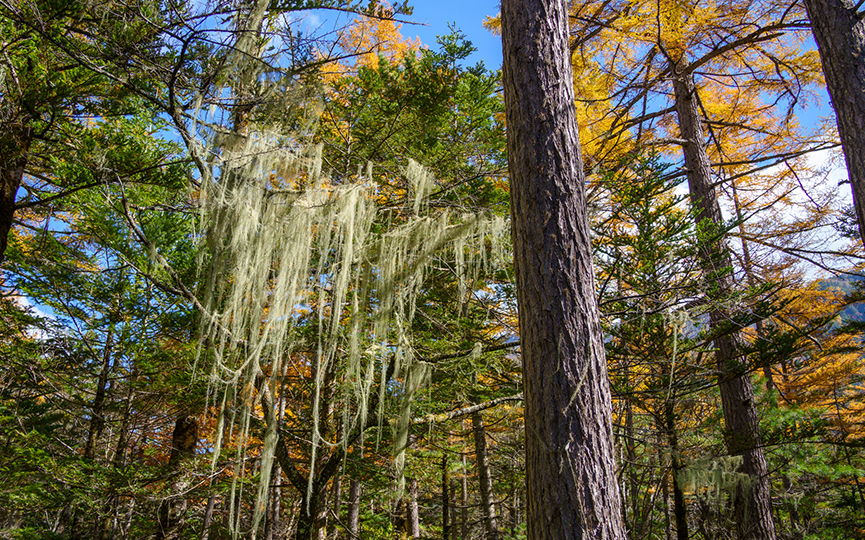 サルオガセ（イメージ）