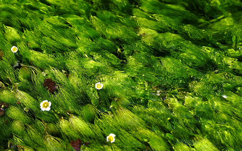 バイカモ（イメージ）