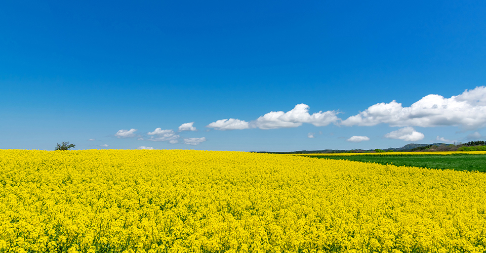横浜町の菜の花畑（イメージ）