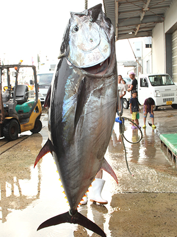 マグロ水揚げ（イメージ）