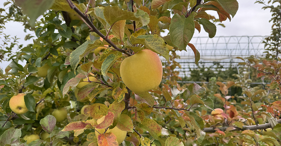 「ぐんま名月」（イメージ）