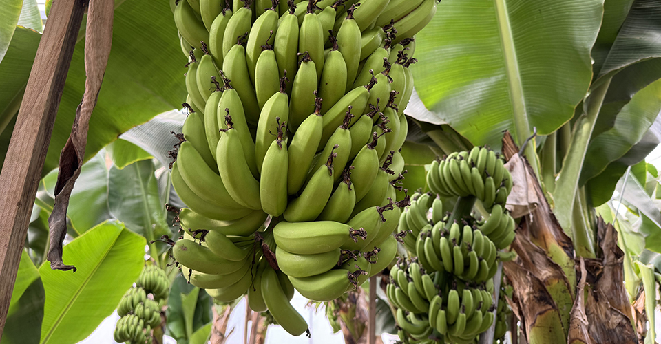 「まえばしバナナ」（イメージ）