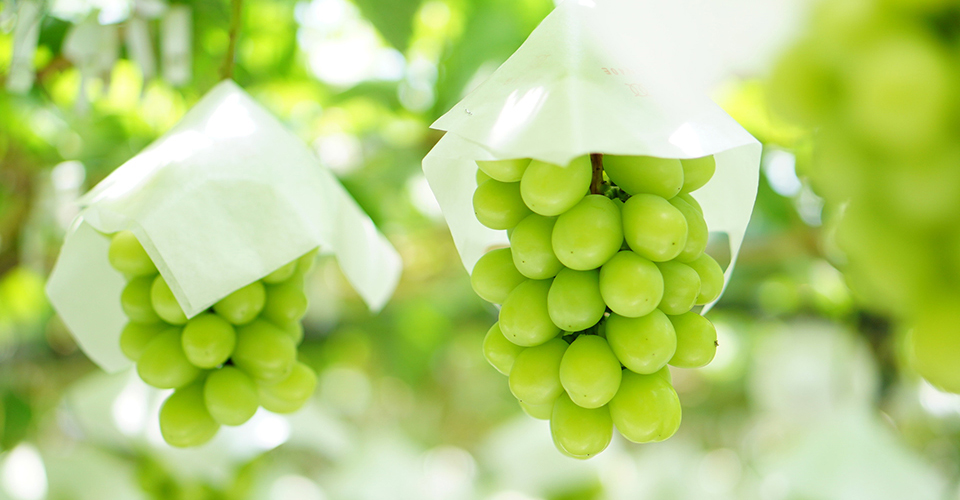 「シャインマスカット」（イメージ）