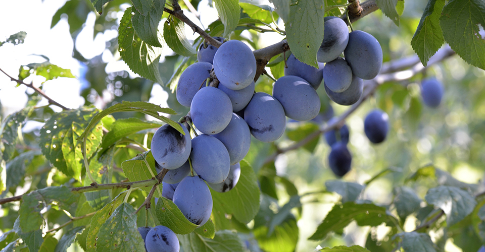 プルーン（イメージ）