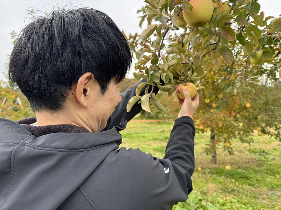 りんご狩りの様子（イメージ）