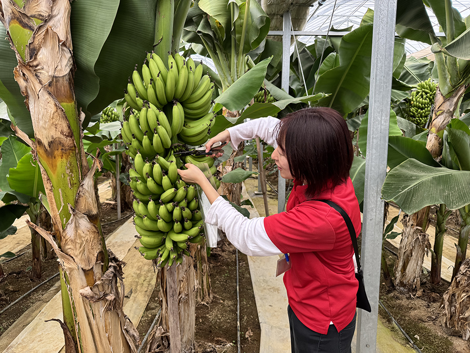 「まえばしバナナ」農業体験（イメージ）