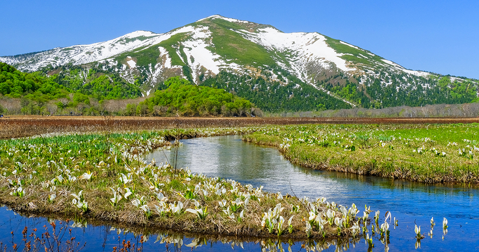 ミズバショウ咲く尾瀬（イメージ）