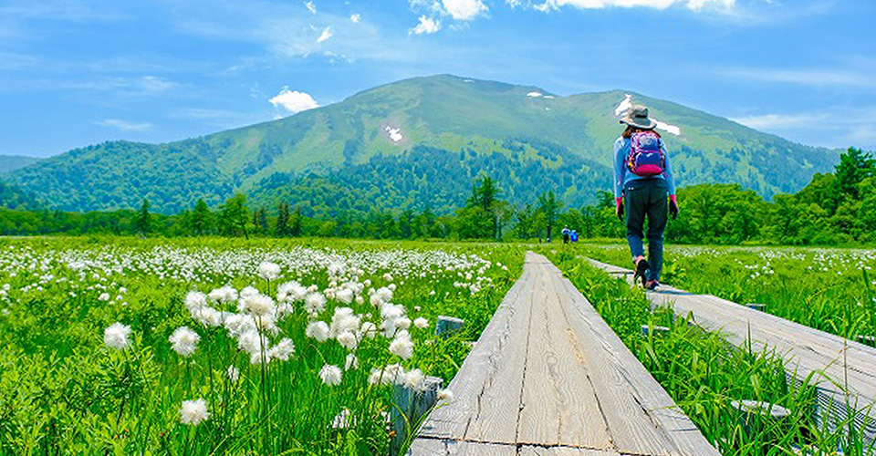 尾瀬に咲くワタスゲと至仏山（イメージ）