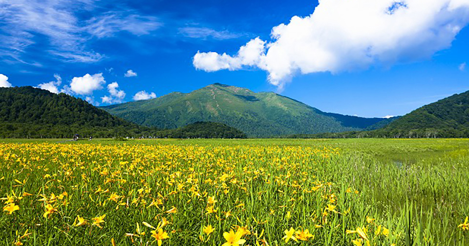 尾瀬を彩る満開のニッコウキスゲ（イメージ）