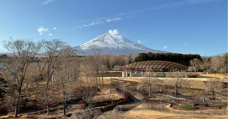 樹空の森（イメージ）
