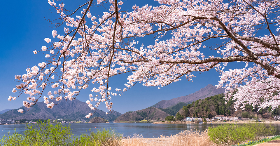 河口湖の桜（イメージ）