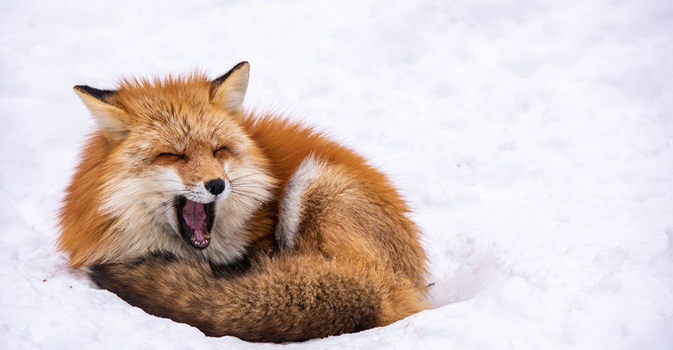 宮城蔵王キツネ村(イメージ)