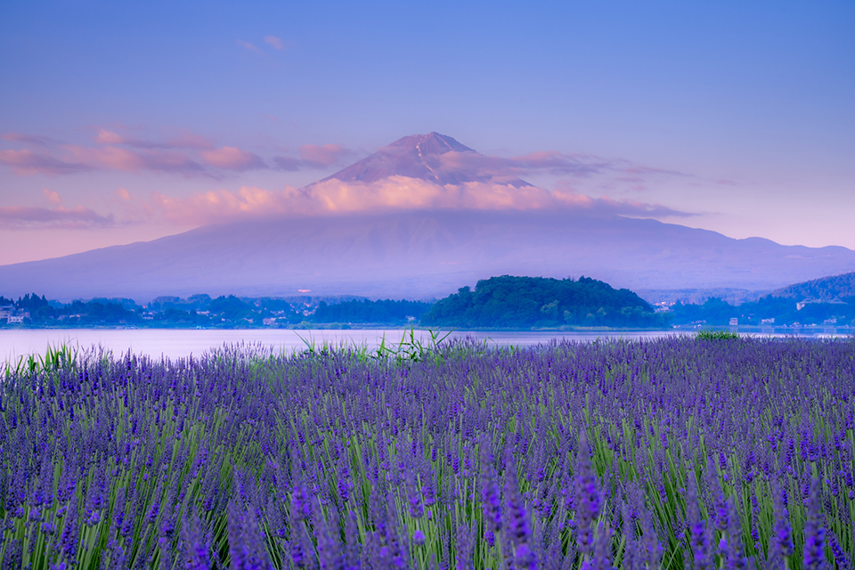 河口湖大石公園（イメージ）/「ラベンダーと富士」埼玉県のPN.hiro2017さんの作品