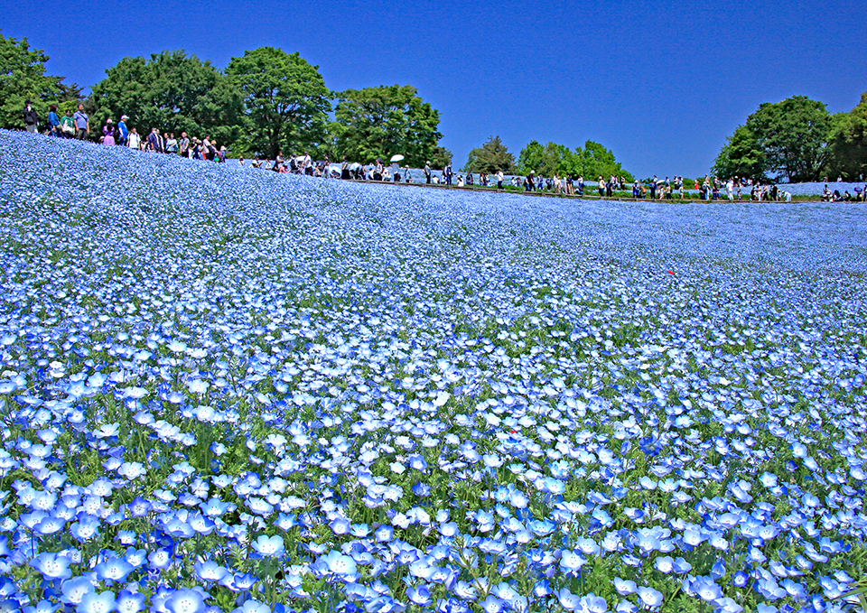 国営昭和記念公園（イメージ）/「花の丘一面青いネモフィラ」東京都の相馬 昭夫さんの作品