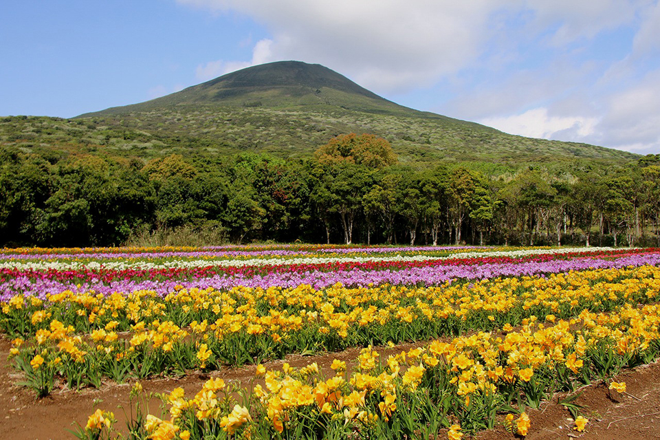 八丈島（イメージ）/「フリージアと八丈島」東京都の羽賀 道行さんの作品