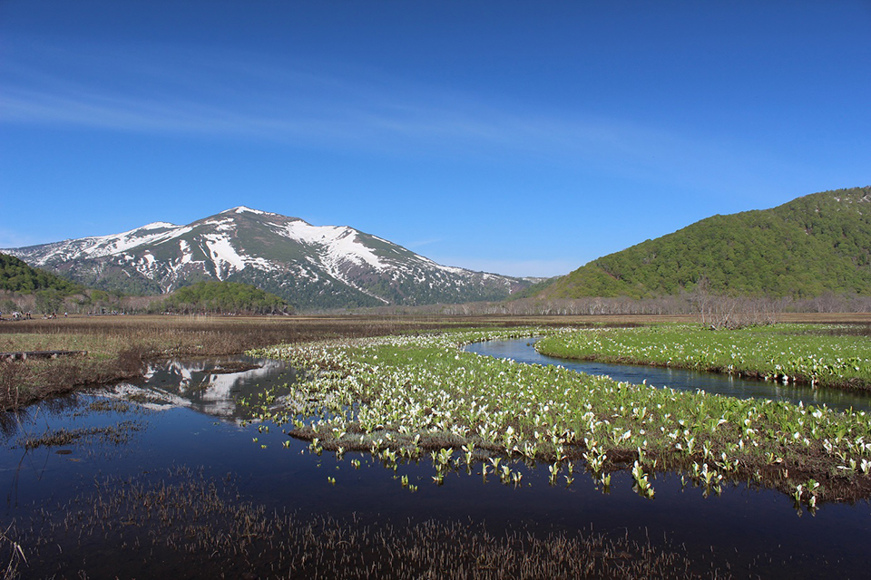 尾瀬（イメージ）/神奈川県の矢野 一馬さんの作品