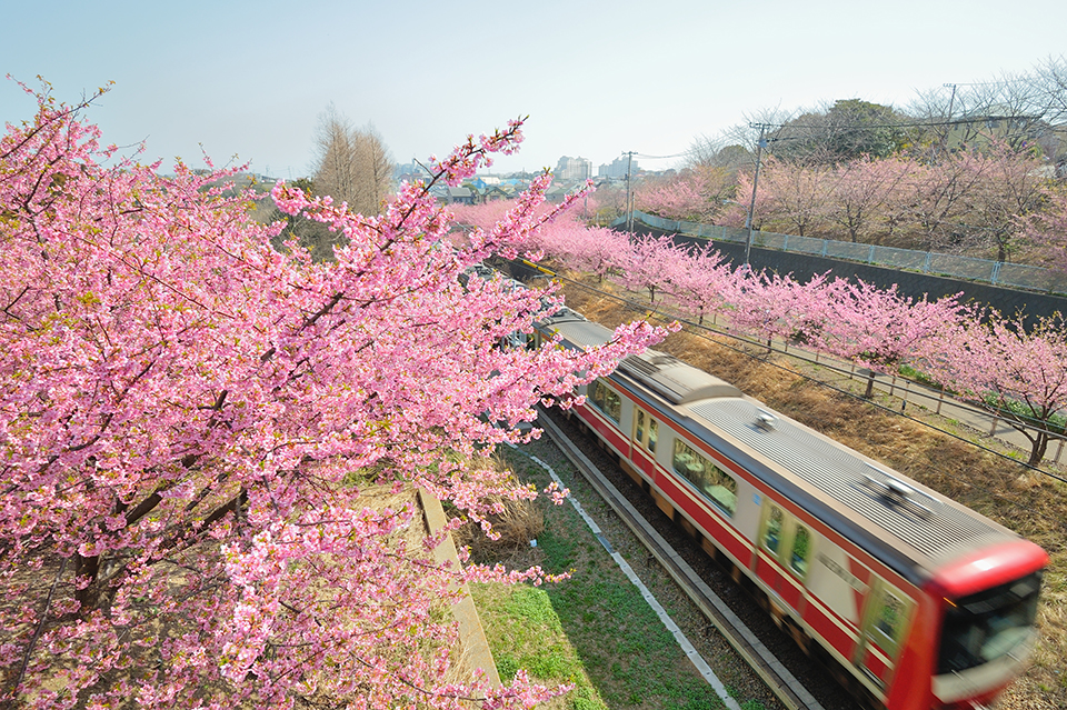 三浦半島（イメージ）/神奈川県のPN.旅行は楽しいと思うおじさん さんの作品