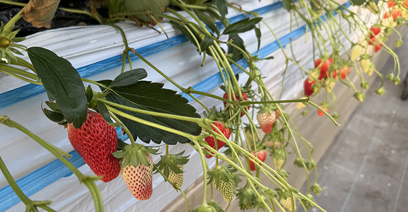 Strawberry picking (Image)