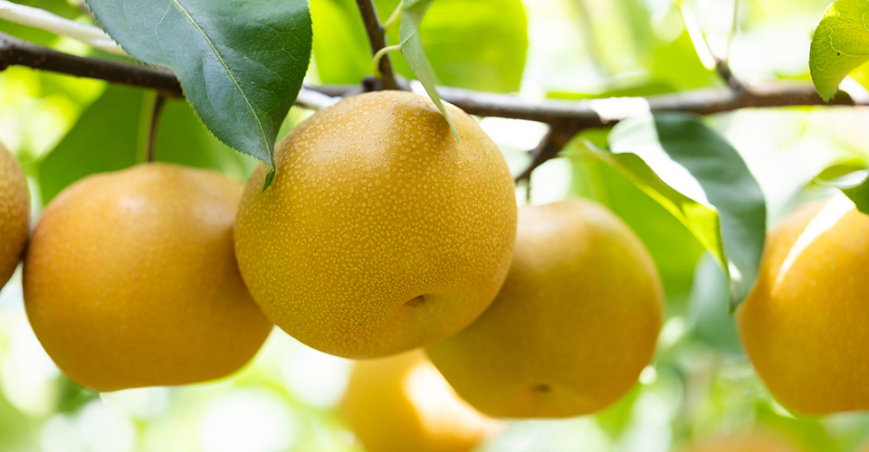 なし（イメージ）